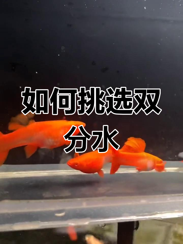 双分水鸿运当头孔雀鱼解析:如何区分品质
