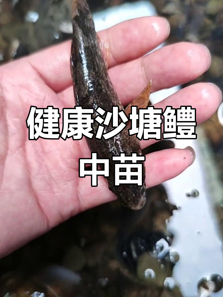 沙塘鳢中型苗子健康状况良好,重约一斤