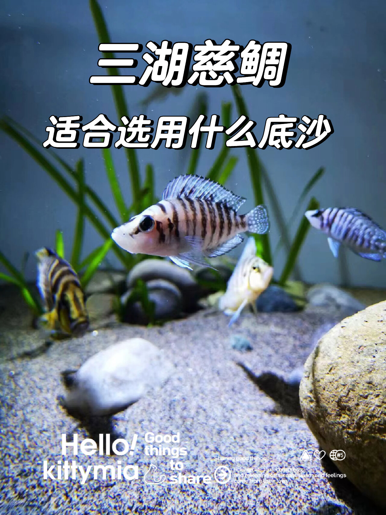 养三湖慈鲷适合选用什么底沙,认真看完视频