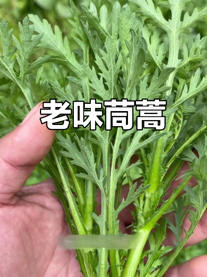 毛腿茼蒿:古老味道,火锅炒菜必备