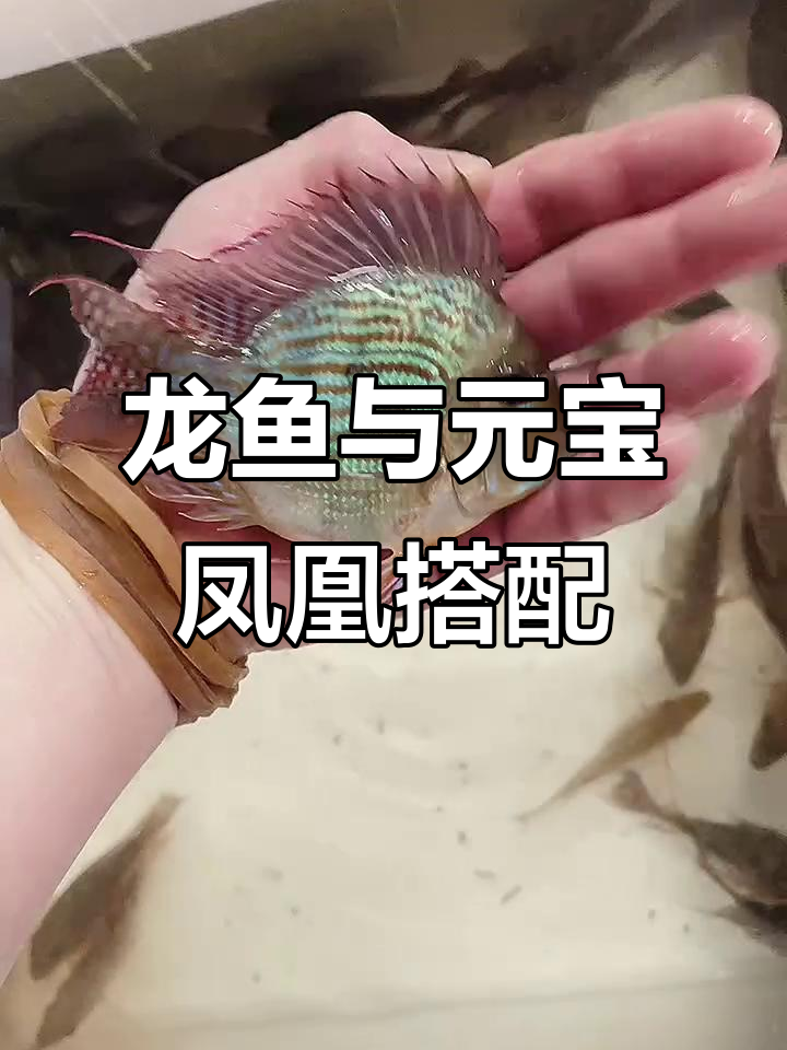 龙鱼配凤凰,水中神兽组合来袭