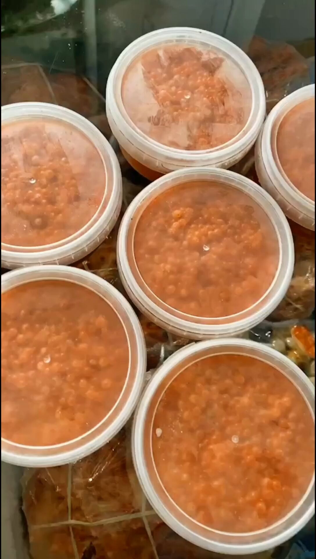 俄罗斯纯野生大马哈鱼籽是名贵淡水鱼类大马哈鱼的鱼卵大马哈鱼肉