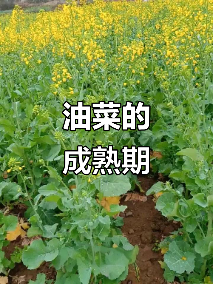 油菜成熟时间因地域而异,五月至六月都有收获
