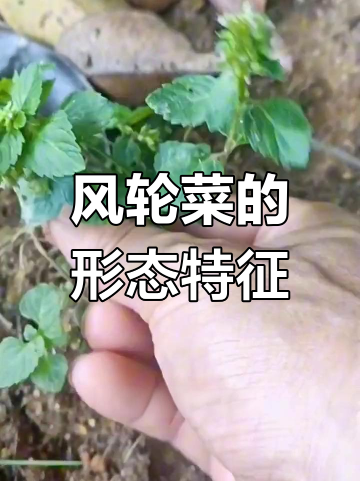 风轮菜,草本植物,叶圆卵形,花梗微毛
