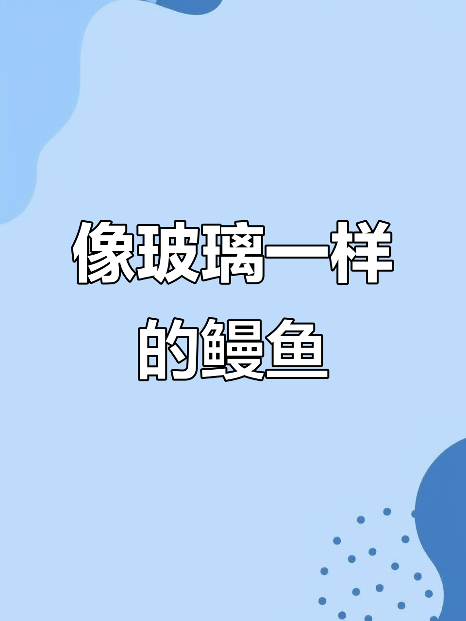 柳叶鳗：透明如水，竟是鳗鱼幼体时的模样