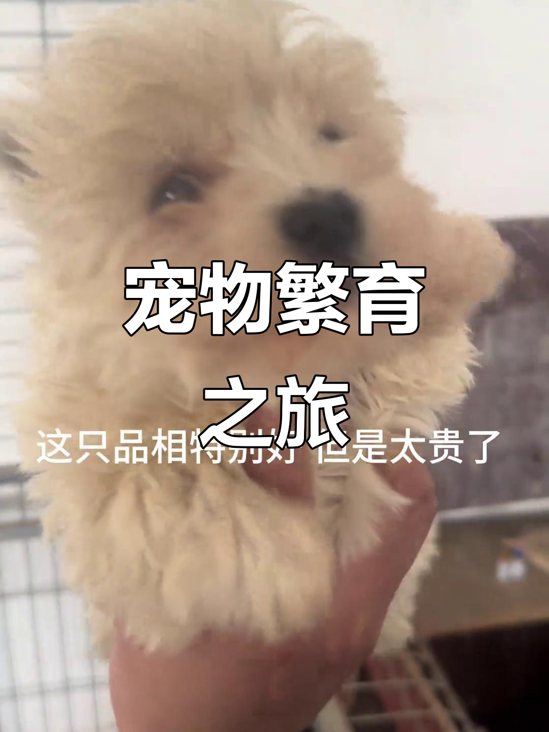 今天参观临沂宠物基地,成功引进西高地母犬