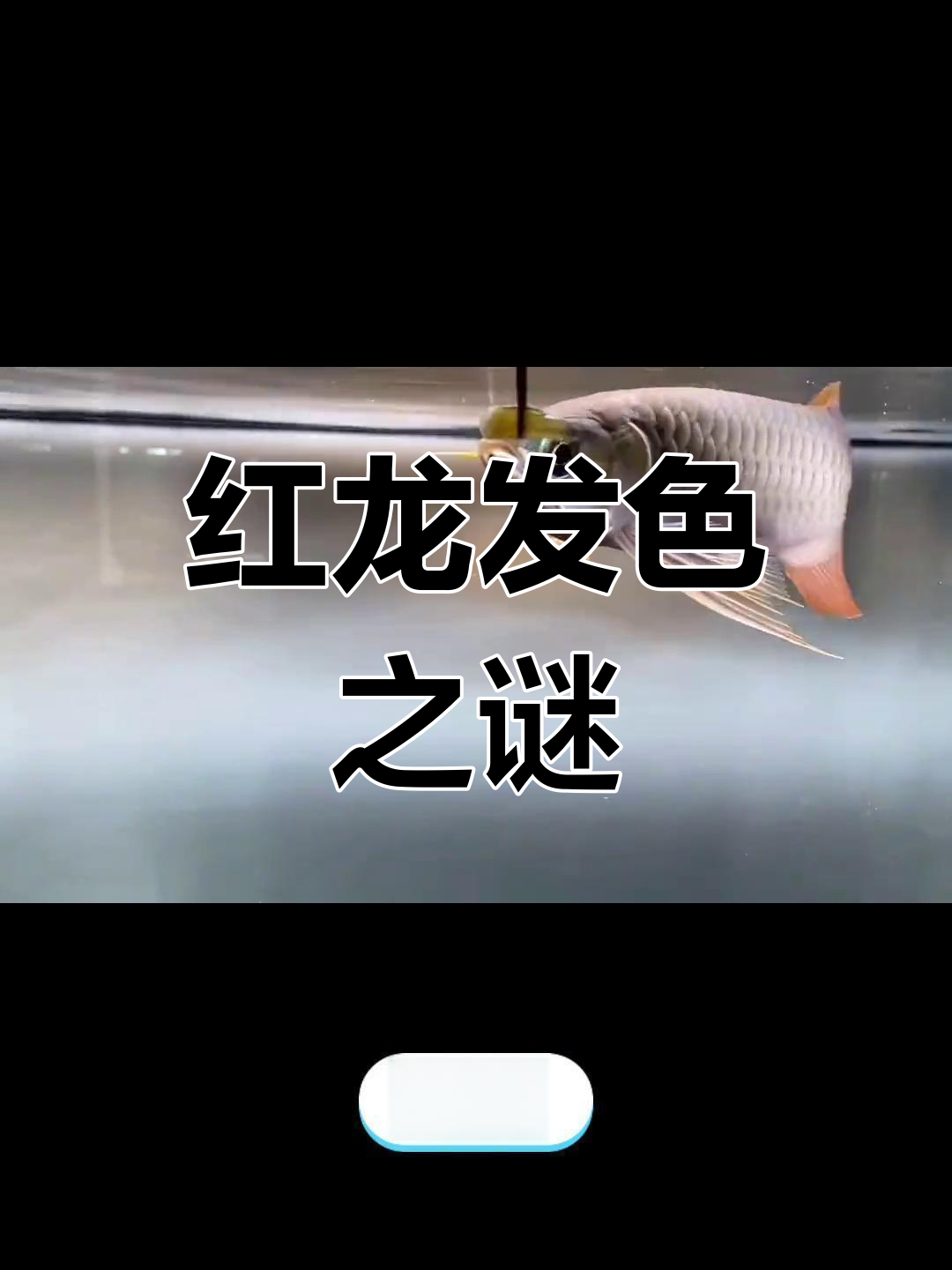 印尼红龙为何不显色?马来西亚的红龙真的更差吗?