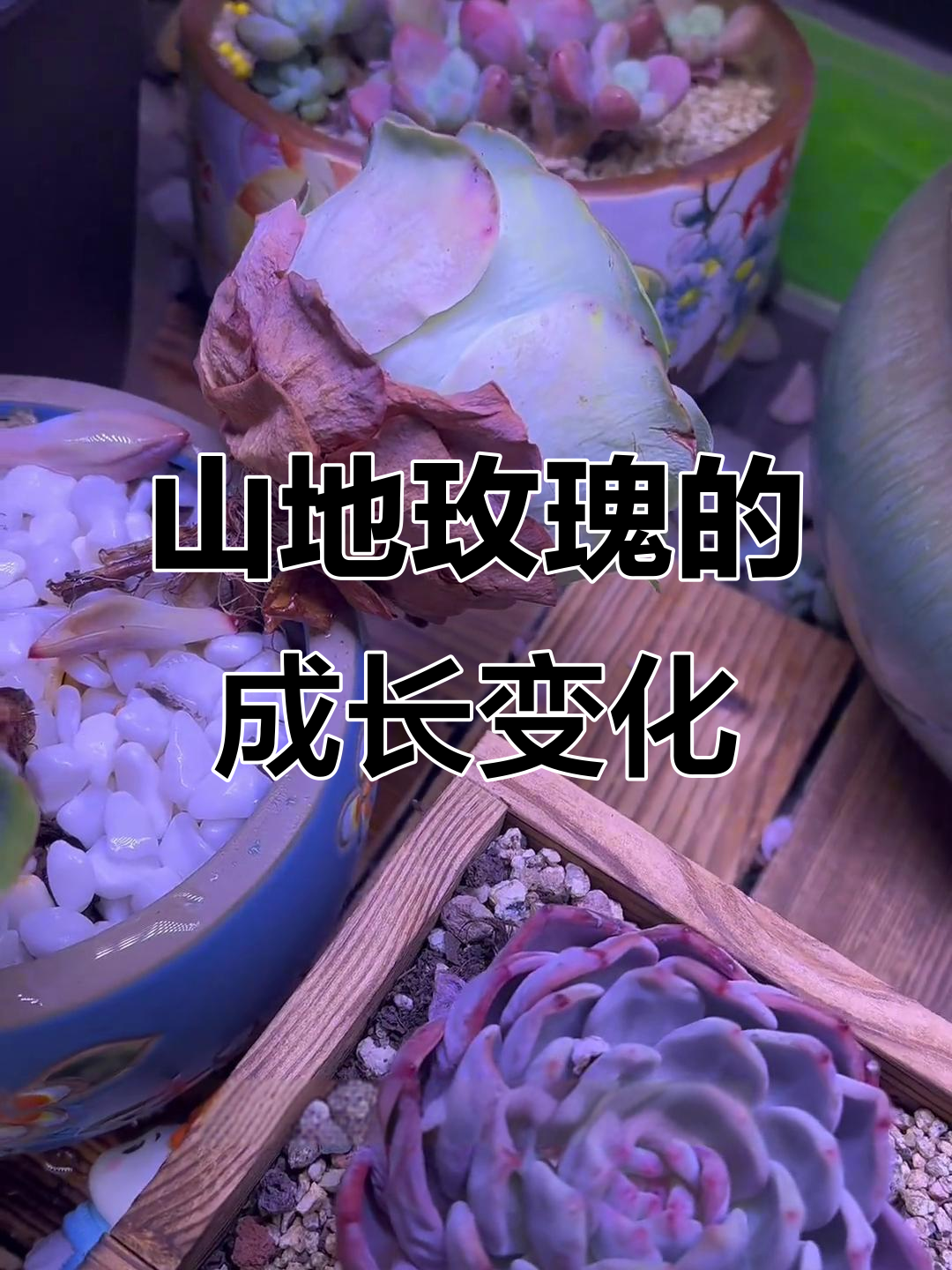 山地玫瑰休眠与生长状态大对比,浇水后变化惊人
