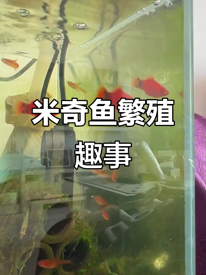 亲眼见证米奇鱼求偶，公母追逐画面超有趣！