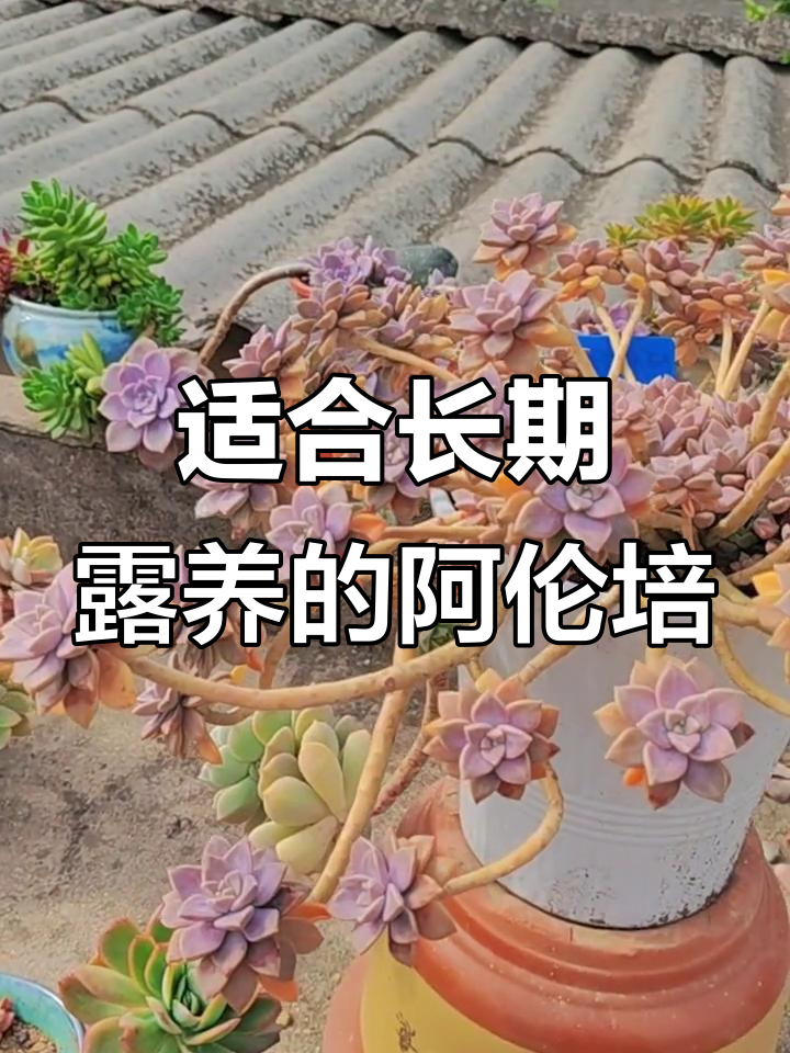 阿伦培多肉：适合露养的高颜值品种，夏季也能轻松养护