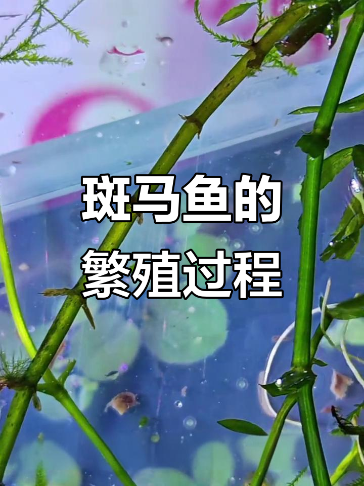 斑马鱼繁殖全攻略:从挑选亲鱼到孵化技巧
