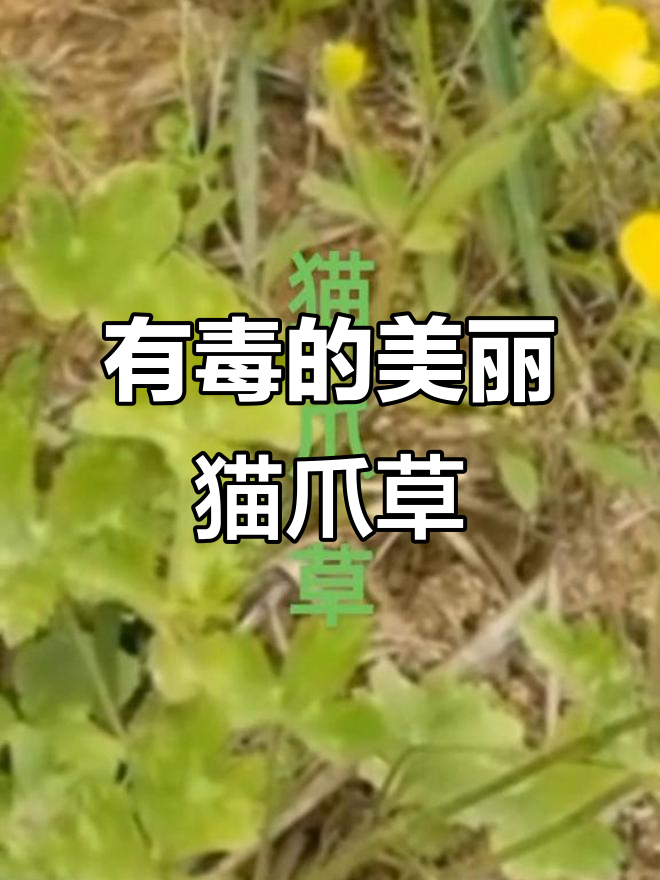猫爪草:美丽却有毒,触碰可能瘙痒