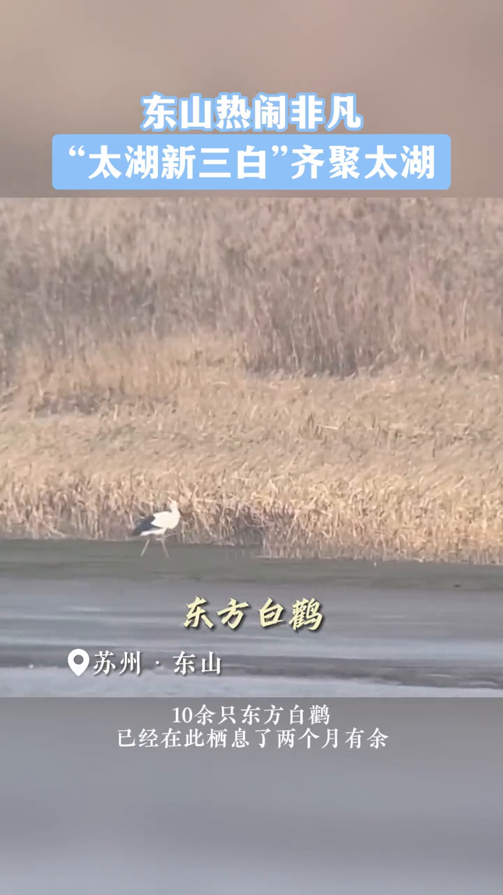 白鱼、银鱼、白虾?现在太湖有“新三白”啦