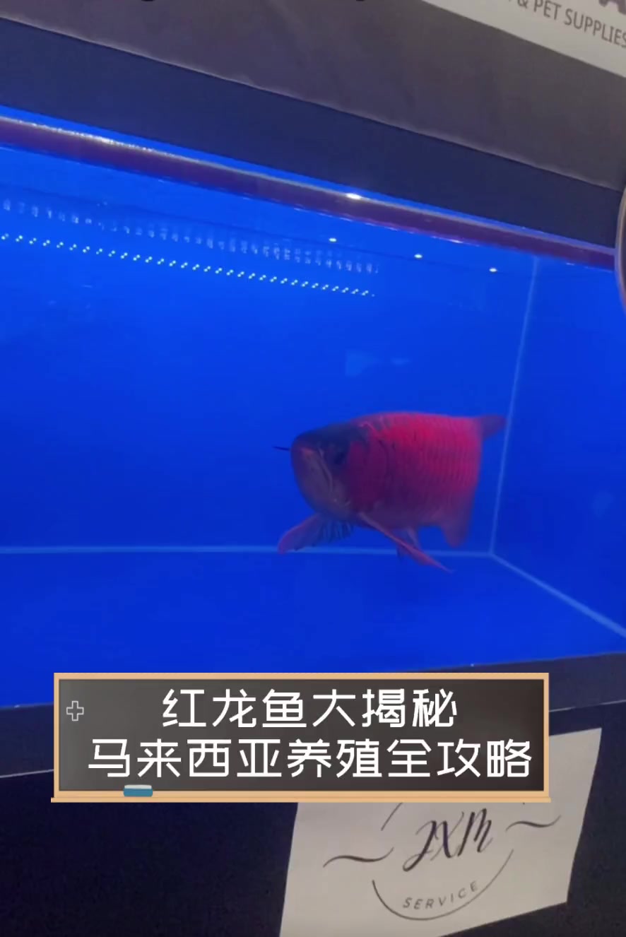 红龙鱼大揭秘,马来西亚养殖全攻略