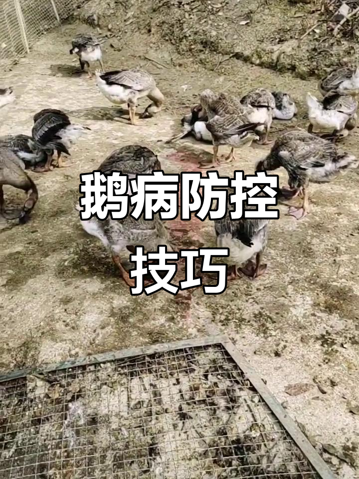 鹅病防治全攻略:如何应对妇粘病毒与大肠杆菌感染
