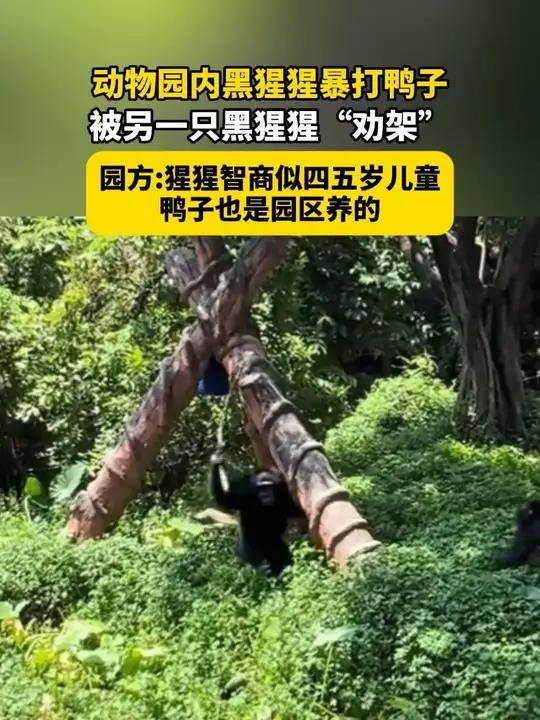 8月27日,广东广州,动物园内黑猩猩暴打鸭子,被另一只黑猩猩“劝架”,园方:猩猩智商似四五