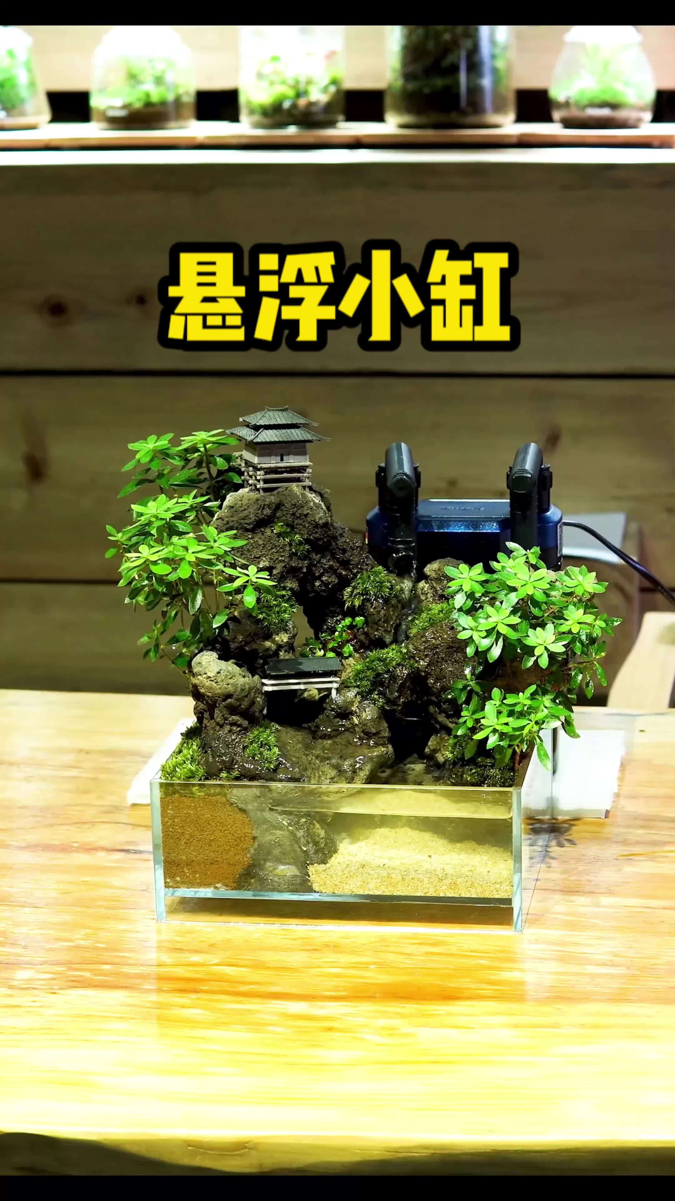悬浮小缸小教程来了,又简单又好看!水族 造景 水草缸
