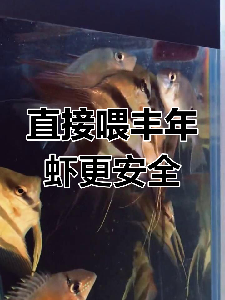 丰年虾喂鱼不清洗,新鲜无寄生虫风险