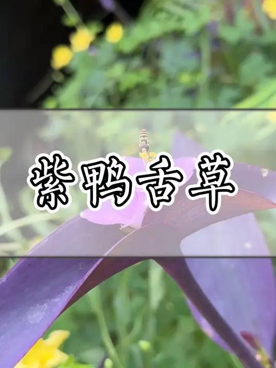 这种青草叫紫鸭舌草