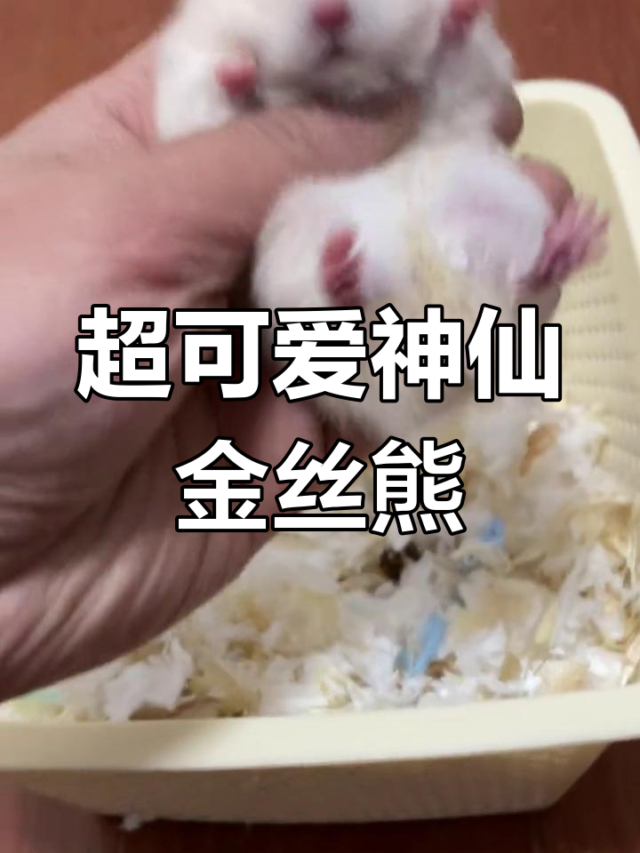 神仙颜值金丝熊,卷毛戈灰和玻璃萌宠来啦!
