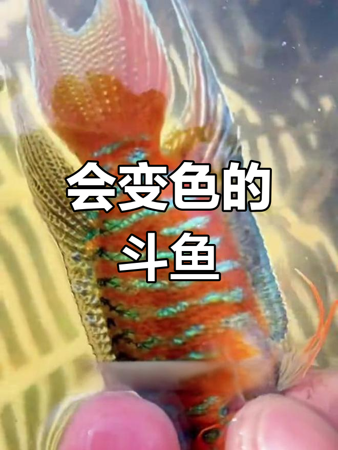 斗鱼变色与繁殖