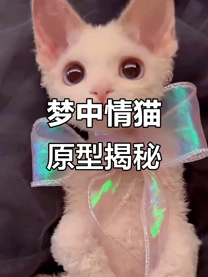 德文卷毛猫:汤姆的梦中情猫,颜值高又粘人