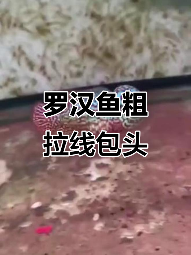泰国罗汉鱼粗拉线包头,独特纹路让人惊艳但价格不菲