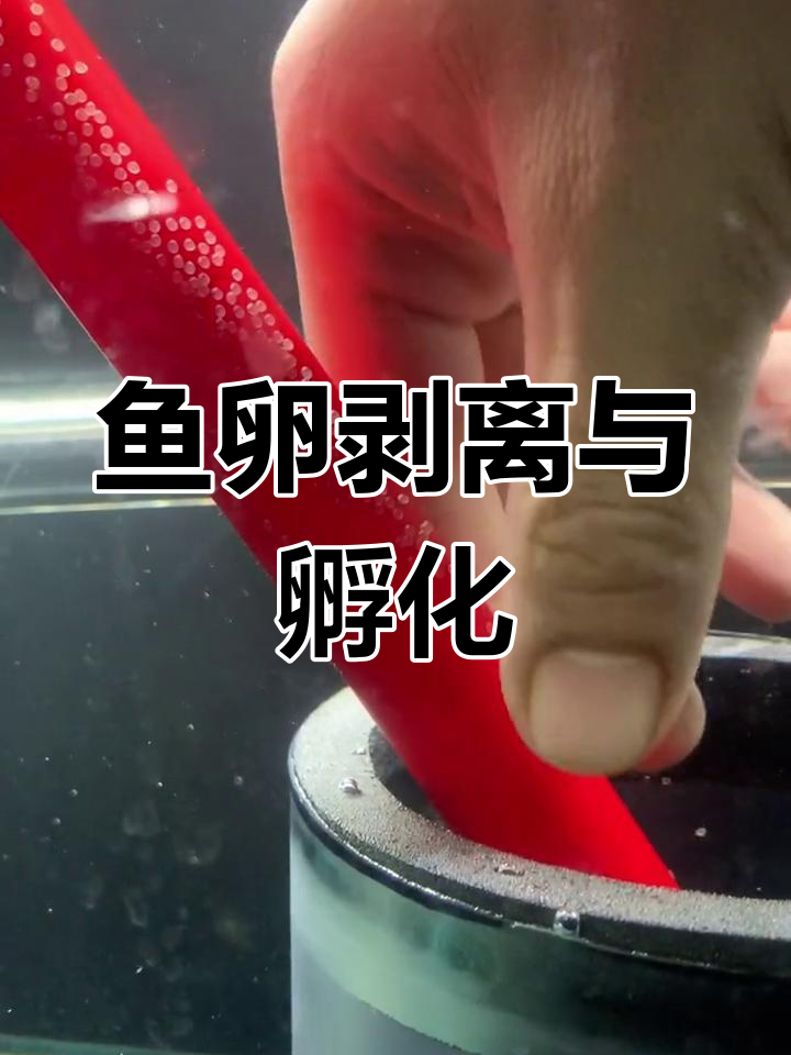 神仙鱼卵人工孵化全过程
