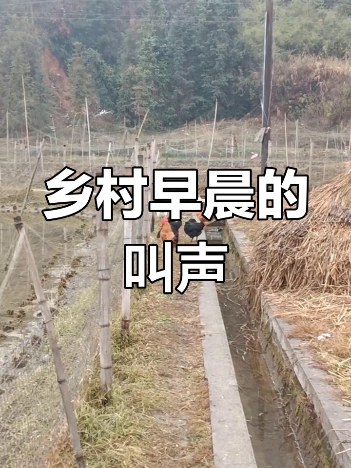 清晨鸡鸣声中,心情大好