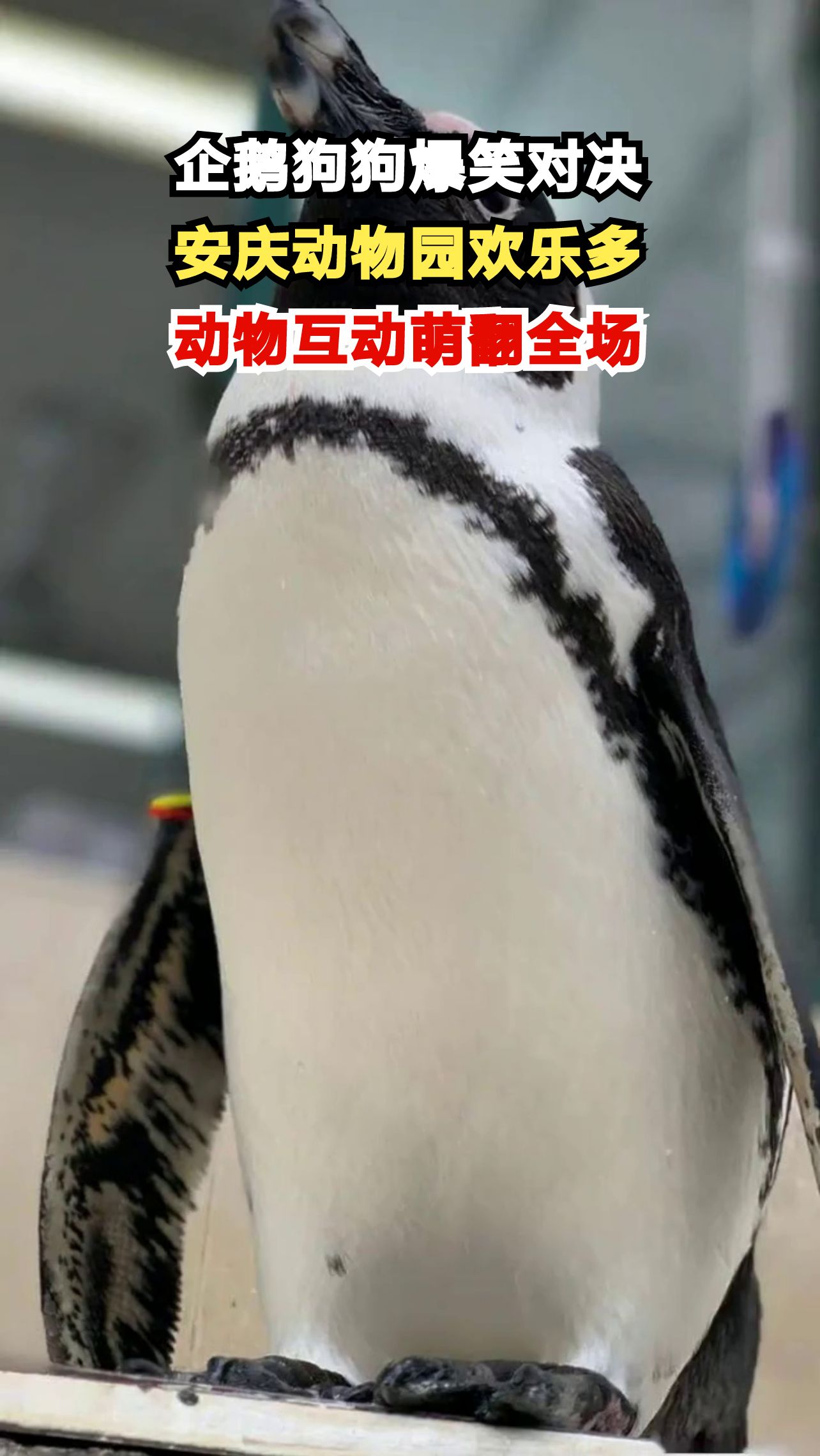 安庆动物园企鹅与狗狗上演爆笑对决,下一秒发生了什么?
