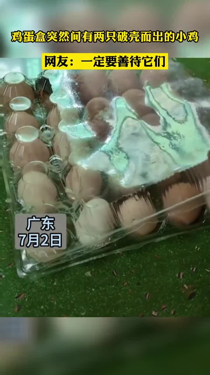 7月2日,广东,鸡蛋盒突然间有两只破壳而出的小鸡