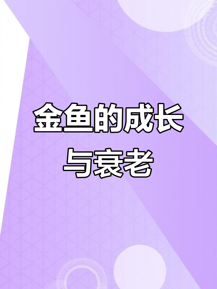 金鱼的一生：从出生到成长，再到衰老