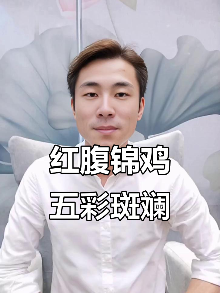 五彩红腹锦鸡与凤凰鸟的美丽传说，寓意吉祥如意