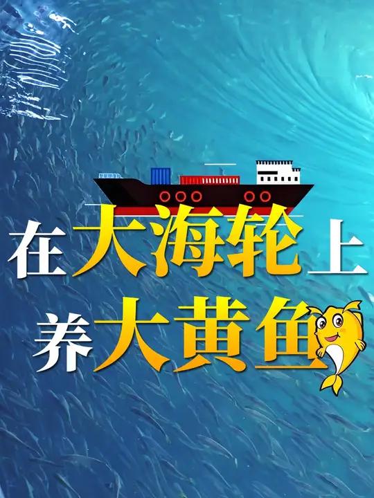 一艘船能够年产优质大黄鱼达3700吨?快跟着小新去全球首艘10万吨级智慧渔业养殖工船“国信