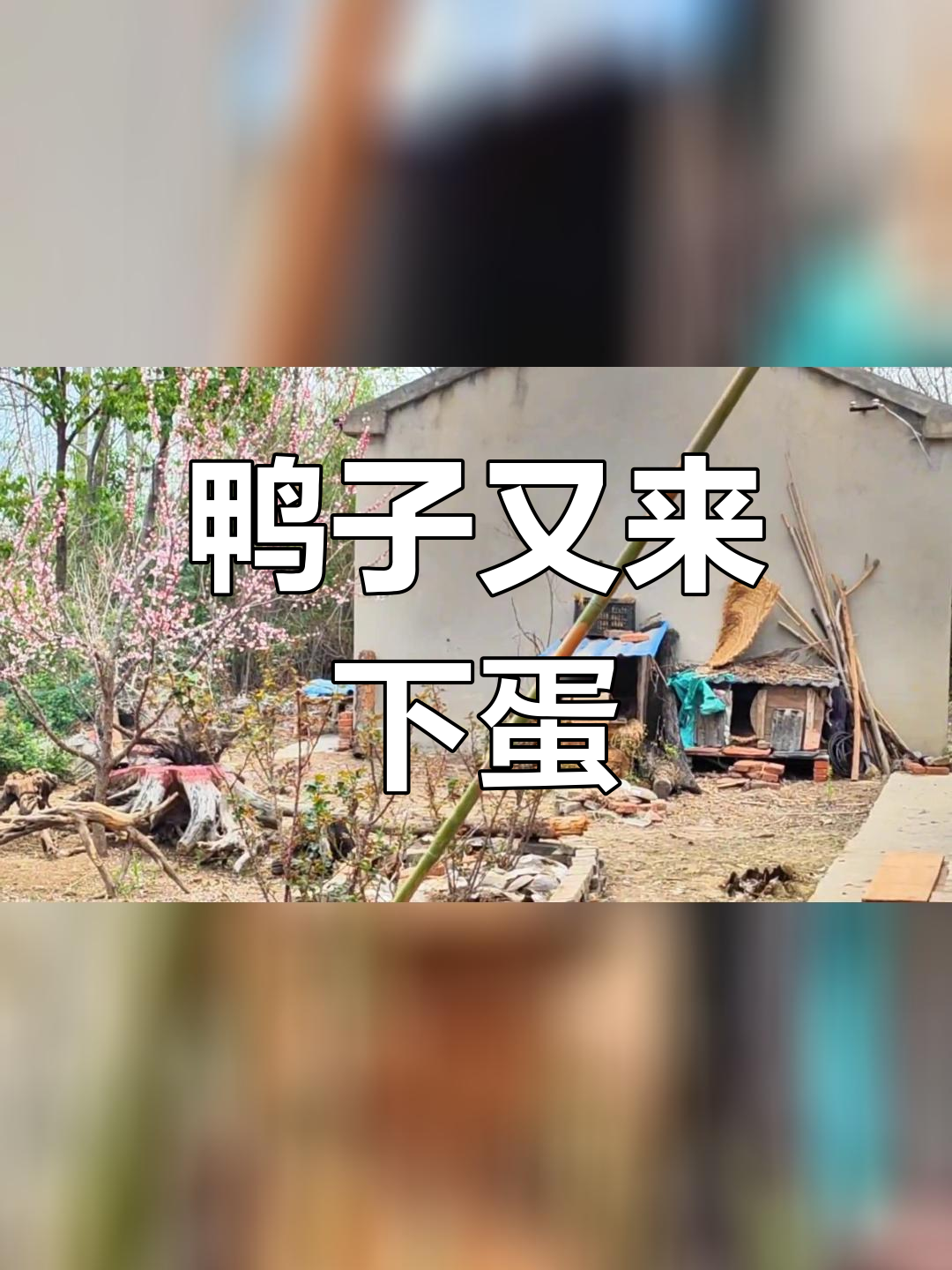 野鸭再次下蛋,窝里变化大