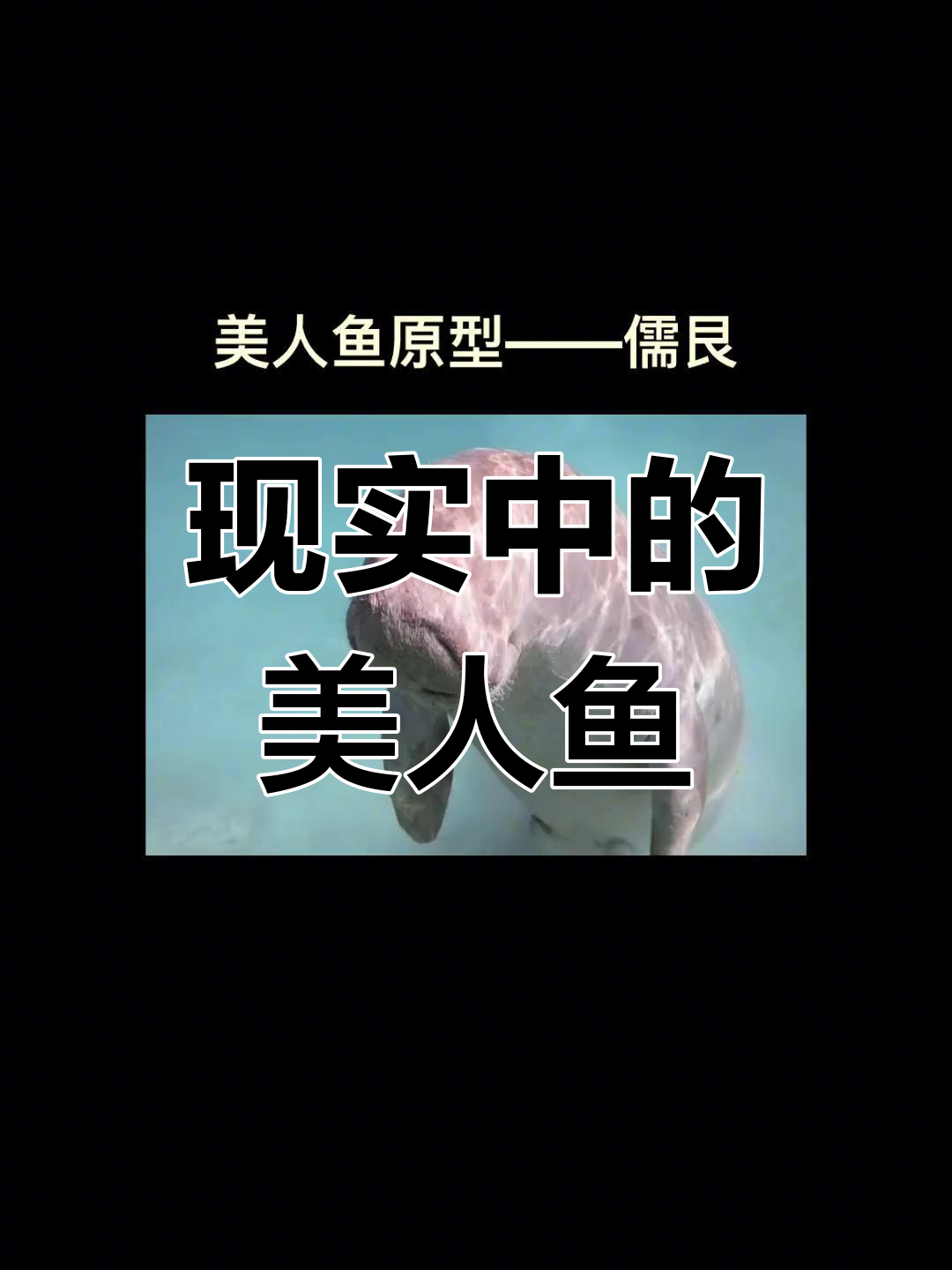 儒艮:美人鱼的原型