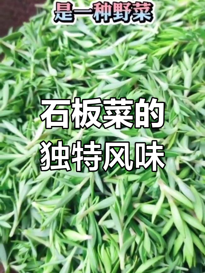 恩施石板菜:一种长在石头上的美味野菜,凉拌超赞!
