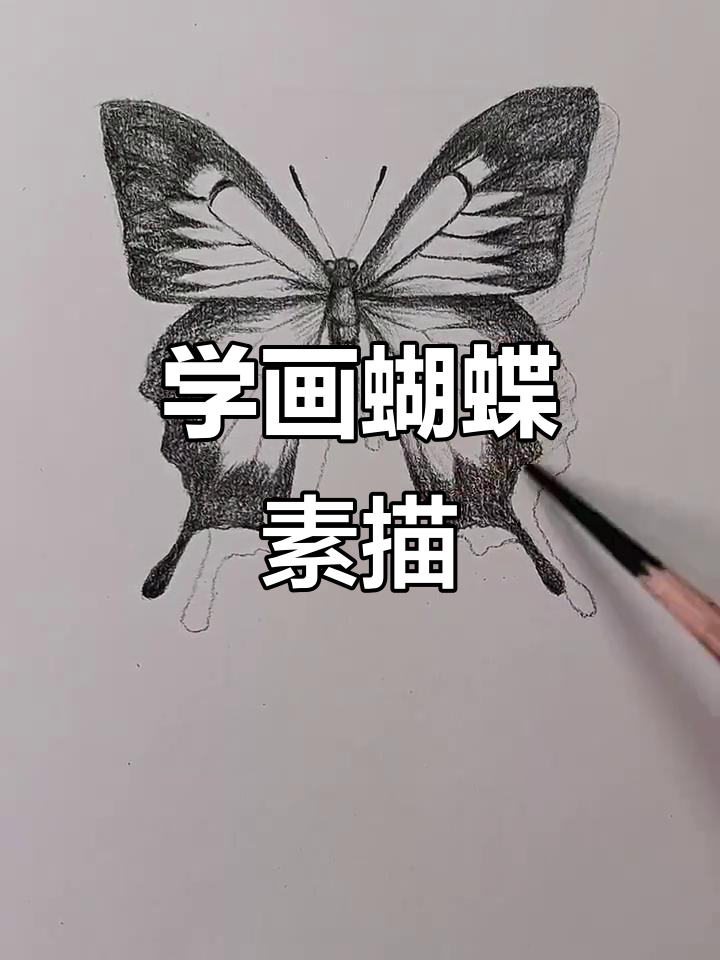 素描蝴蝶教程:从零基础到完成作品