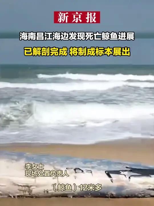 海南昌江海边发现死亡鲸鱼进展:已解剖完成 将制成标本展出