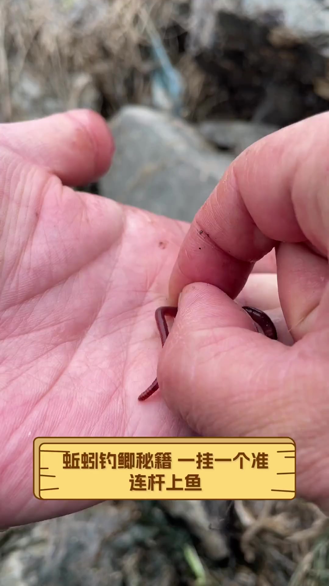 蚯蚓钓鲫秘籍,一挂一个准,连杆上鱼
