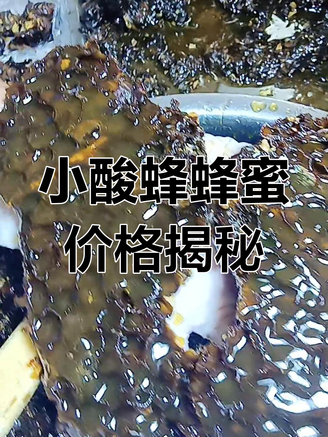 云南小酸蜂蜂蜜,为何能卖到千元一斤?