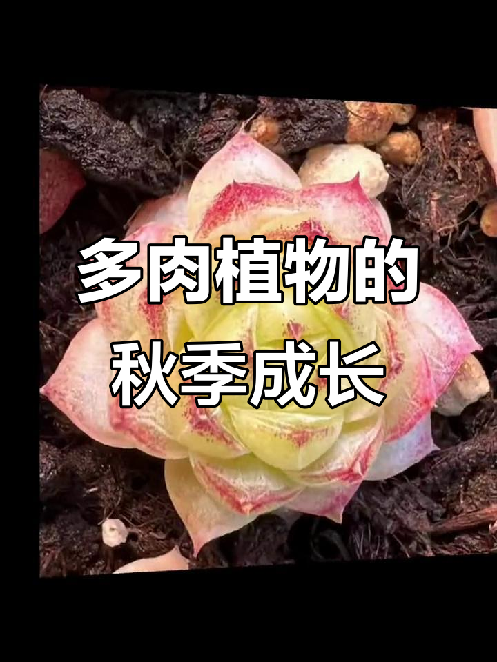 秋天里的多肉植物,无美颜真实生长记录