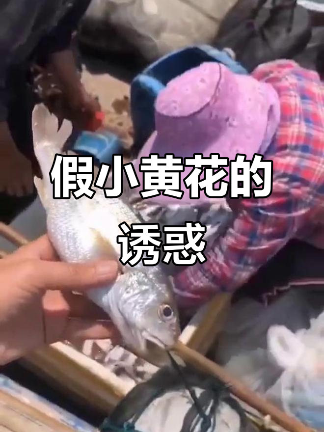 加芒鱼,口感媲美黄花鱼,性价比高,闽南人常称“假小黄花”