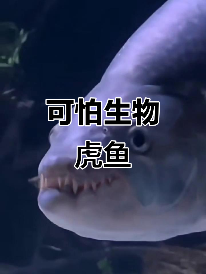 刚果河中的“魔鱼”:虎鱼的惊人捕食能力
