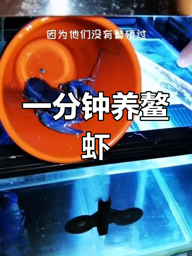 鳌虾养殖全攻略:简单环境与繁殖技巧
