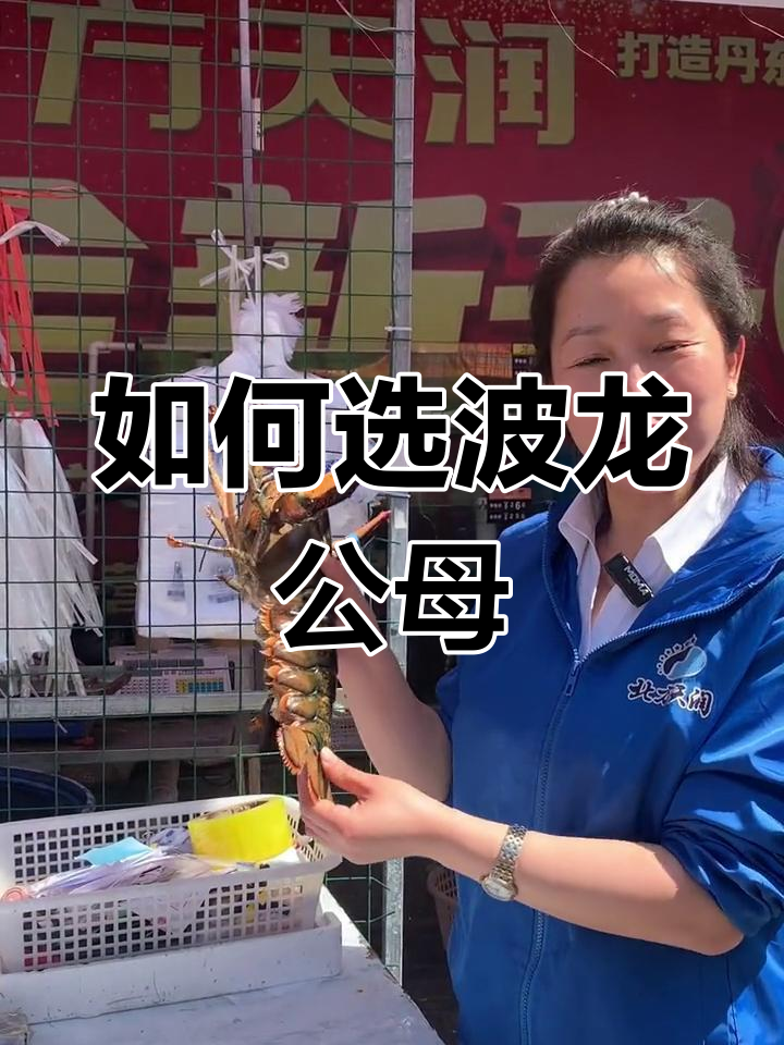 波士顿龙虾公母辨别技巧,教你如何挑选!