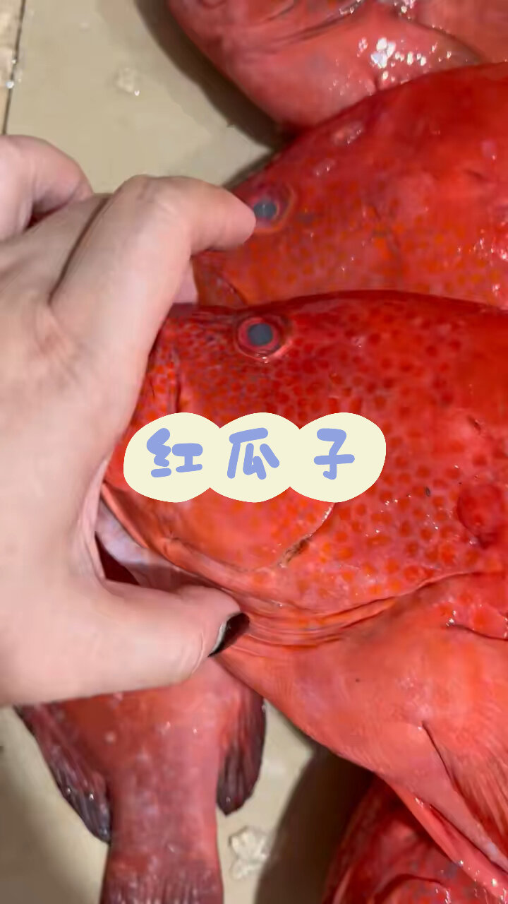 红瓜子斑即红九棘鲈(学名:Cephalopholis son