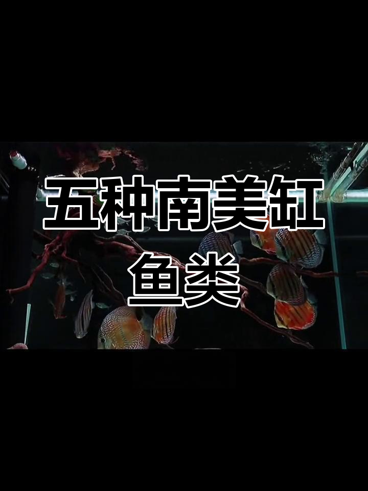 南美缸适合的五种观赏鱼
