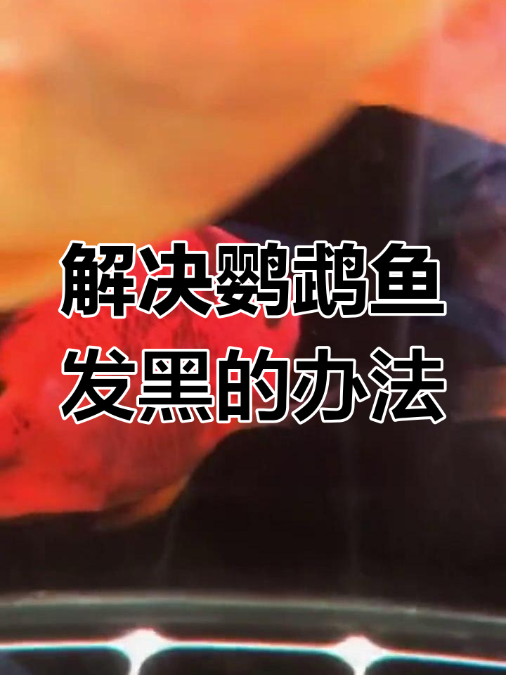鹦鹉鱼发黑原因及解决方法