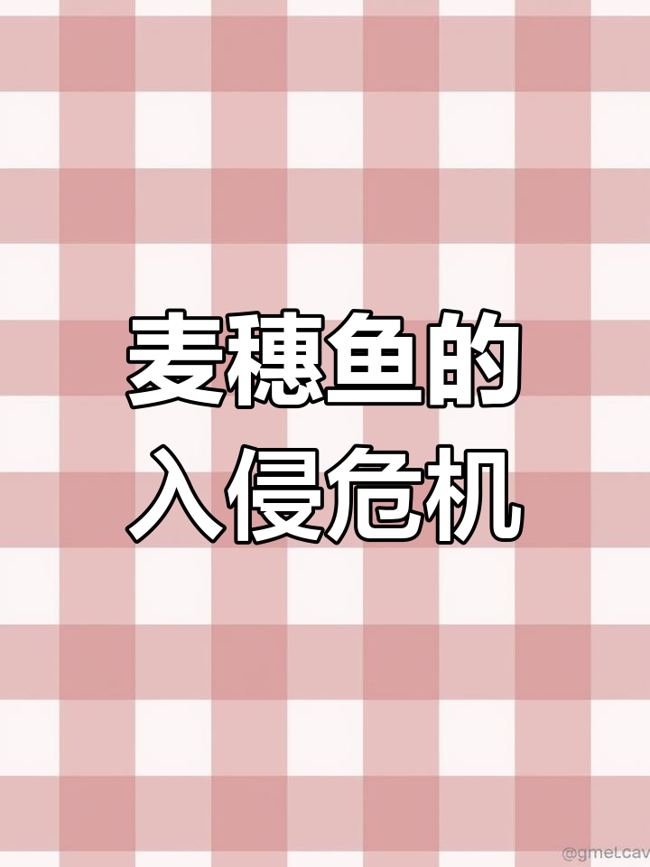 曾是珍稀宠儿,麦穗鱼如今泛滥成灾,欧洲苦不堪言